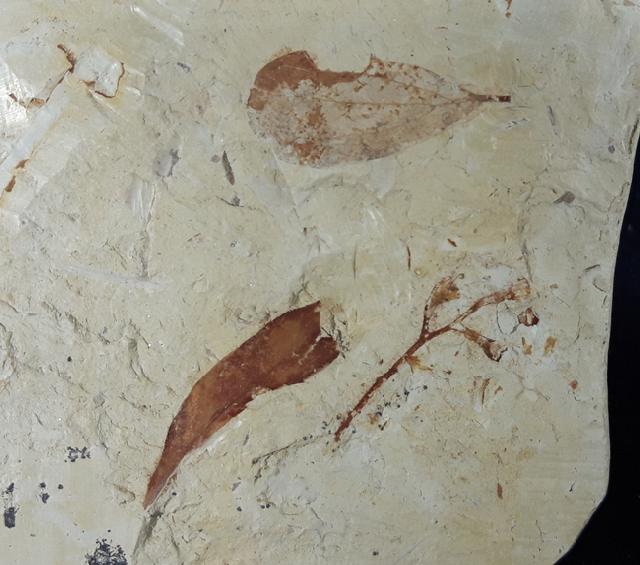 Fruchtstand indet. & Daphnogene polymorpha ETTINGSHAUSEN 1851 - Bild © FossNet FossilienStore